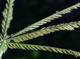 Image result for Eleusine africana