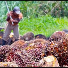 Untuk memilih bibit kelapa sawit. Kelapa Sawit Agrobisnes