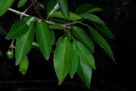 Image result for Canthium inerme