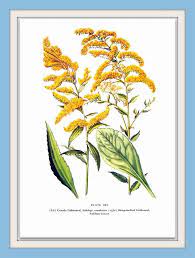 Canada Goldenrod Sharp Toothed Goldenrod Flowers Botanical Print 1954 Vintage Book Page 11 X 8 Wildflower Drawing Botanical Prints Goldenrod Flower
