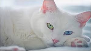 En Populer 4 Kedi Irki Vetbilgi