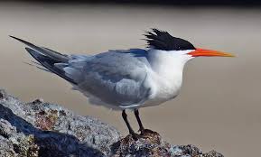 Image result for Monotes elegans