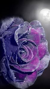 Purple Rose Wallpaper Iphone Best Hd Wallpapers Purple Roses Wallpaper Purple Roses Rose Wallpaper Purple show some images of purple things. purple rose wallpaper iphone best hd