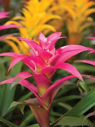 Image result for Xyridaceae