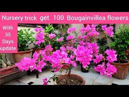 Pin On Flowers