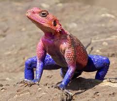 The Mwanza Flat Headed Rock Agama Agama Mwanzae Or The Spider Man Agama Because Of Its Coloration Is A Lizard In The Family Colorful Lizards Lizard Animals