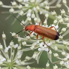 Image result for Ficalhoa