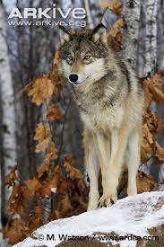 Grey Wolf Photo Canis Lupus G57712 Arkive Grey Wolf Canis Lupus Canis