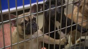 Dozens of dogs can now be adopted after being rescued from a puppy mill last year.officials rescued the dogs from a puppy mill in caldwell county in december.click the video player above to see. Orange County Animal Cruelty Fate Unknown For 57 Dogs Puppies Seized From Orange County Home Abc11 Raleigh Durham