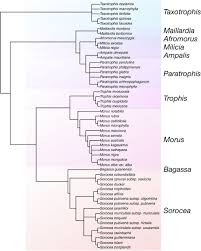 Image result for Streblus usambarensis