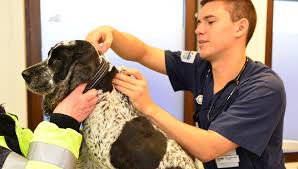 Stelkramp blev inte anmälningspliktigt förrän 1969 i sverige. Vaccination Hund Evidensia