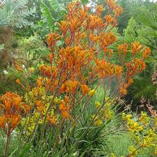 Image result for Anigozanthos