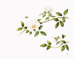 Image result for Rosa laevigata