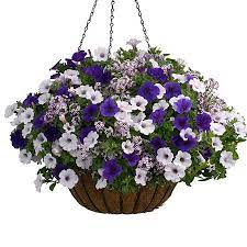 Pin On Flowers
