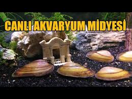 Canli Akvaryum Midyesi Hakkinda Bilmemiz Gerekenler Tatli Su Midyeleri Aci Balik Youtube