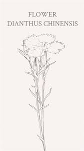石竹花 别名 中国石竹 洛阳石竹 石菊 绣竹 香石竹 拉丁文名 石竹花 dianthus chinensis 花语是纯洁的爱和大胆 女性美 同时也是作为母亲慈爱的象征 不仅是在中国 在世界人民心中石竹花都是思念母亲 敬爱母亲的寄托 flowers home decor decals decor