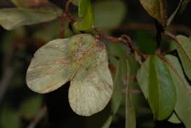 Image result for Hymenocardia