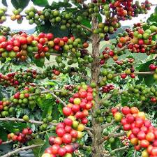 Arabica Coffee Bean Plant 4 Pot Grow Brew Your Own Coffee Beans Coffee Plant Coffee Flower Arabica Coffee Beans