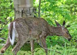 New Podcast Boiler Up For Wildlife Fall Outbreaks Of Ehd And Blue Tongue In Deer Purdue Extension Forestry Natural Resources