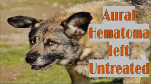 After your cat's haematoma has been treated, you will need to keep their ear clean and protected. What Happens When A Dog S Aural Hematoma Is Left Untreated Youtube