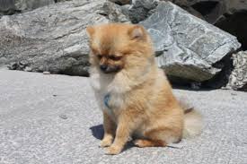 Find dogs and puppies available for adoption and at our site. Common Pomeranian Health Issues Canna Pet