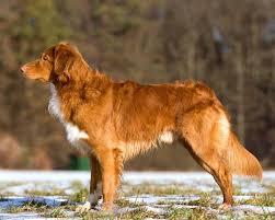 Maybe you would like to learn more about one of these? Nova Scotia Duck Tolling Retriever Wikipedia