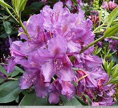 Purple Rhododendron Rhododendron Lees Dark Purple Rododendron Lee S Dark Purple Tuin Ideeen Voortuin Tuin