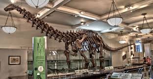 Maybe you would like to learn more about one of these? Brontosaurus Is Back New Study Says The Dino Is Real After All