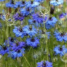 Love In A Mist Indigo Flower Seeds Nigella Damascena Etsy In 2021 Flower Seeds Indigo Flower Flower Farm