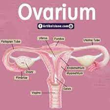Ovarium Adalah Tempat Terjadinya Berikut Jawaban Tentang Fungsi Ovarium Ini