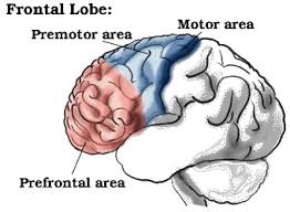 Image result for Frontal Lobe
