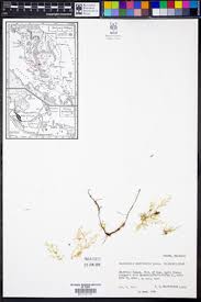 Image result for Selaginella lewalleana