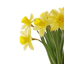 Daffodils Daffodils Narcissus Flower Spring Garden