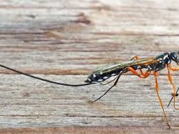 Image result for Pycnostachys kassneri