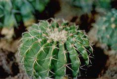 These are not cacti, though, but another type of succulent. 270 Cacti For Tucson Sunset Zone 12 Ideas Tucson Sunset Zone 12 Cactus