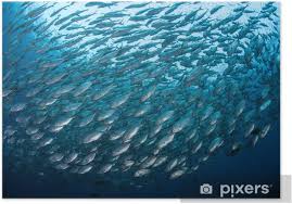 Darwin island, galapagos islands, ecuador. Schooling Fish 3 Poster Pixers We Live To Change