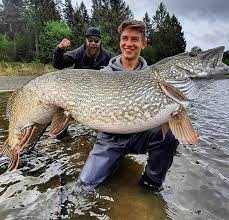 The muskie program provides opportunities for master's level study in the united states to citizens from armenia, azerbaijan, belarus, georgia, kazakhstan, kyrgyzstan, moldova, tajikistan, turkmenistan. Is It A Muskie Or A Pike Baitshop Com