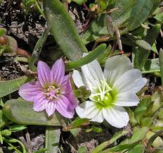 Image result for Rytigynia lewisii