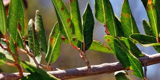 Image result for Spirostachys