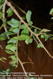 Image result for Securidaca longepedunculata