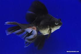 Longfin Ryukin Dandyorandas Com Fish Pet Beautiful Fish Goldfish