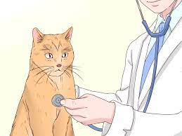 Talk to a professional today & get expert answers to your hardest questions 11 Ways To Get Your Cat To Sleep With You Wikihow
