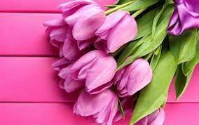 Immagini di fiori adorabili di alta qualità e ad alta definizione che non vorrai mai perdere. Descargar Fondos De Pantalla Tulipanes De Color Rosa 4k La Primavera El Fondo De Madera Flores Rosas Tulipanes Besthqwallpapers Com Tulipani Rosa Tulipani Fiori Primaverili
