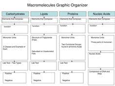 76 Best Macromolecules Images Teaching Biology Biology