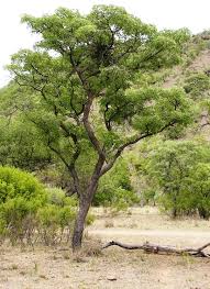 Image result for Burkea africana