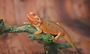 Exotic pets are any pets other than dogs, cats or livestock. Exotic Pet Vet In Zion Il Gray Animal Hospital