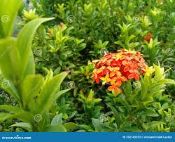 Image result for Ixora sp. A