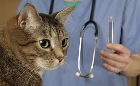 Check spelling or type a new query. Que Es El Virus De La Leucemia Felina Mundo Gato