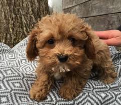 Maybe you would like to learn more about one of these? Bluebell Pup Cavapoochon Puppies For Sale