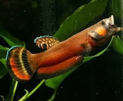 Betta Macrostoma A Mouthbrooding Betta Betta Betta Aquarium Pet Fish